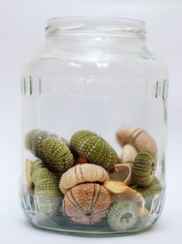 sea urchins