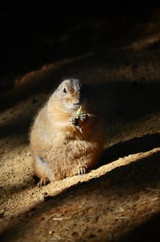 groundhog