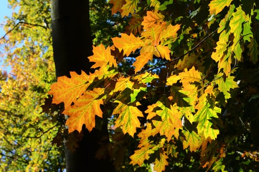 autumn
