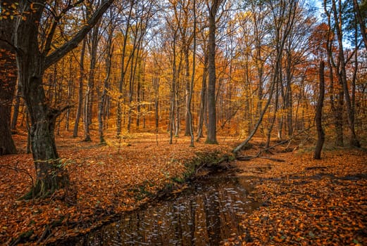 Beautiful day in the misty autumn fores with creek