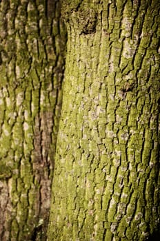 maple tree skin