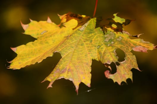 maple leaves in autumn