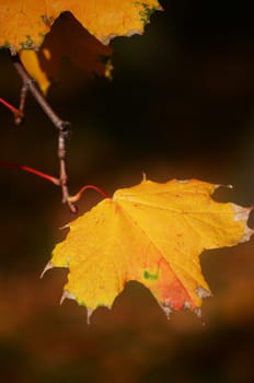 maple leaves in autumn