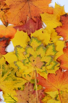 autumn leaves