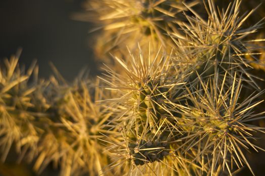 Golden sunset light illuminates cholla cactus in Saguaro National Park, Tucson, Arizona, USA. Selective focus leaves copy space on left of horizontal image. 