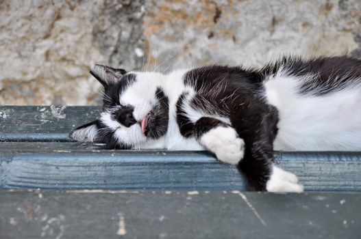 Street cat lying on a bench