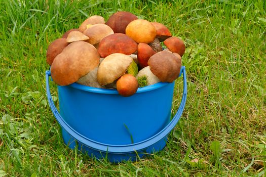 
Mushrooms of different varieties are in the blue bucket against the background of the forest clearing.