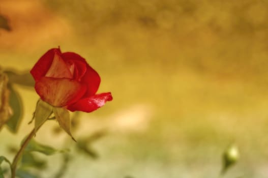 Red rose on blurred yellow background