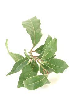 laurel twig with leaves on a bright background