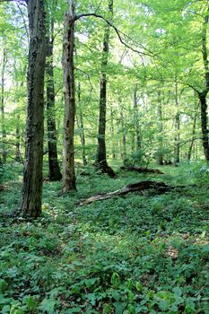 Famous forest park of Bratislava. Slovakia