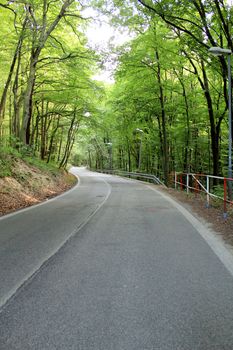 Famous forest park of Bratislava. Slovakia