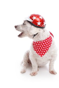 Barking pet dog wearing a motocycle helmet and bandana.  White background.