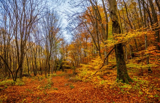 Beautiful day in the misty autumn forest