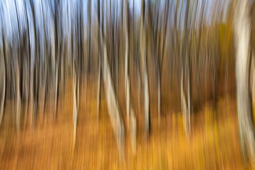 Abstract image of trees in an autumn forest. Intentional motion blur