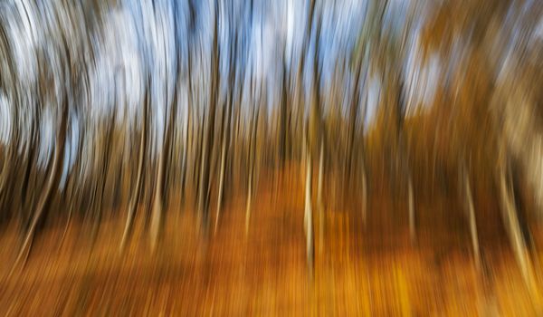 Abstract image of trees in an autumn forest. Intentional motion blur