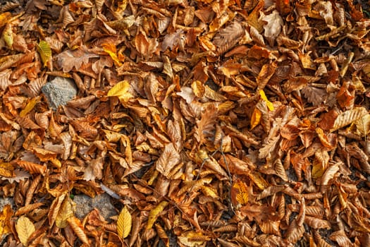 Autumn in the forest. A lot of yellow and orange dry leaves lying on the ground