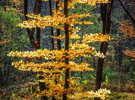 Beautiful day in the misty autumn forest