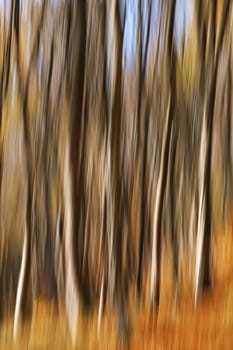 Abstract motion blur of trees in an autumn forest
