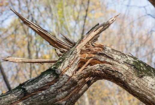 Storm damage. Broken tree in the forest