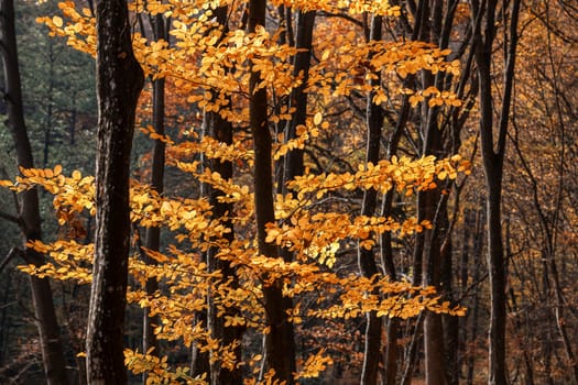 Beautiful day in the misty autumn forest