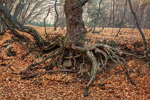 Autumn forest. The roots of an old tree