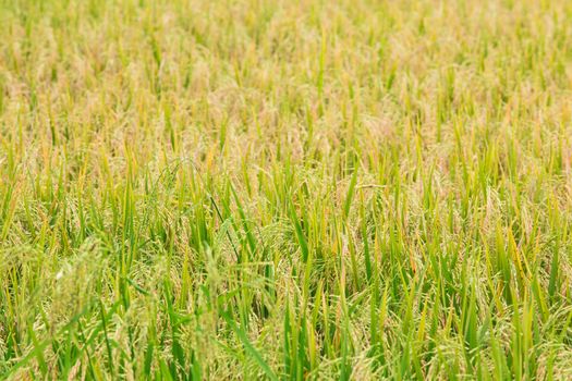 Rice fields in thai