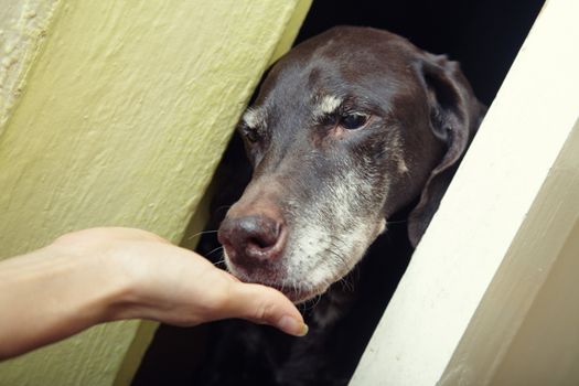 Dog eating from the human hand indoors. Natural light and colors