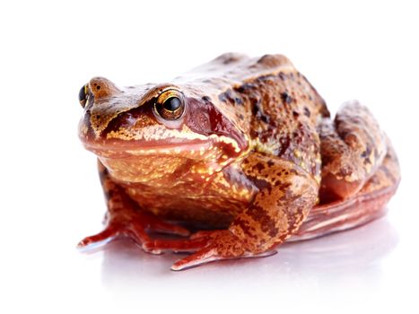 Common frog. Wet frog. Amphibian. Brown frog.