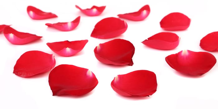 Close up of red rose petals. Isolated on a white background.