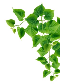 Ecology concept. Green leaves border on white background