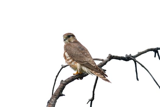 Merlin falcon female (Falco columbarius) on a branch - isolated on white background