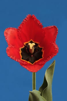 Red tulip on blue background