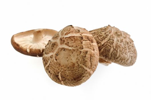 Shiitake mushrooms isolated on white