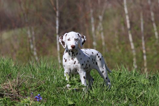 Dalmatian puppy dog  on the green grass