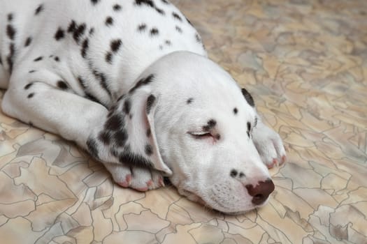 Sleeping on the floor Dalmatian puppy