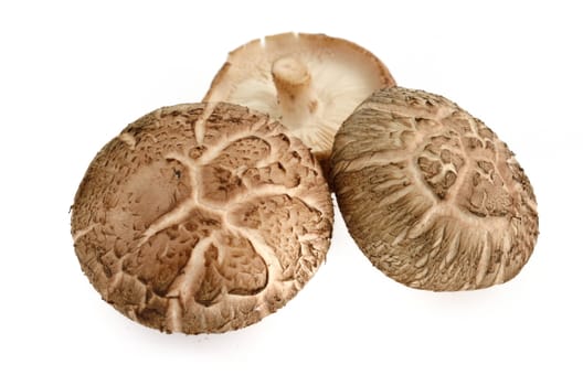 Shiitake mushrooms isolated on white