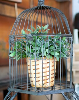 Potted plant grows in a birdcage .