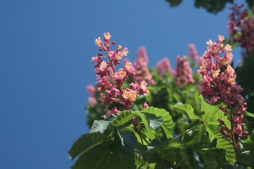 Blooming pink chestnut tree in Kiev
