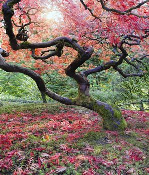 Old Japanese Red Maple Tree in Fall Season with Sunlight