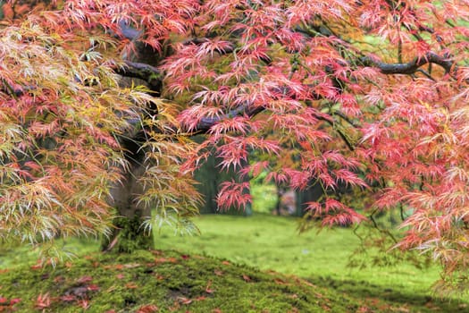 Fall Color Foliage of Lace Leaf Japanese Maple Tree Closeup