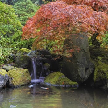 Red Japanese Laceleaf Maple Tree Over Waterfall Pond with Koi Fish