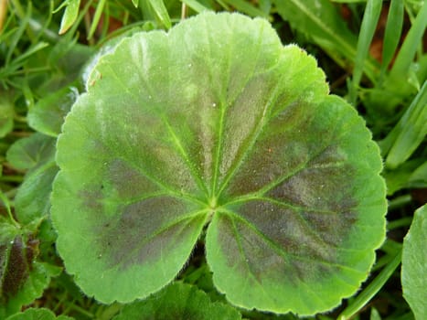 Bright green leaf as a background