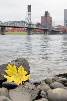 Fall Season Yellow Maple Leaf on the Rocks by the Banks of Willamette River in Portland Oregon with Hawthorne Bridge