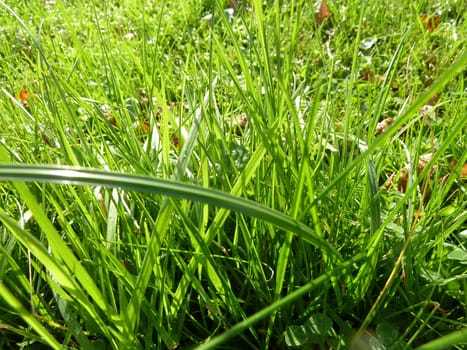 Bright green blades of grass after rain