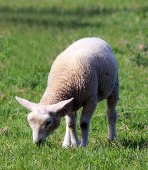 Scenic view of sheep grazing on green field.