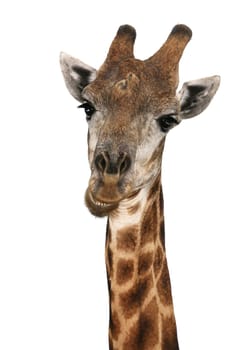 A giraffe from Africa with an interesting expression on it's face - isolated