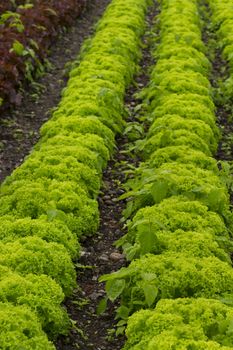 Two lines of fresh green lettuce field
