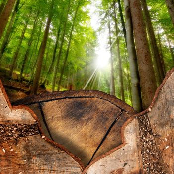 Trunk sections in the foreground and green forest in the background