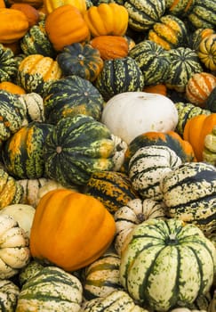 Colourful fresh pumpkins on a local farmer's market