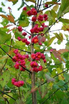 Close up on red spindle tree in nature